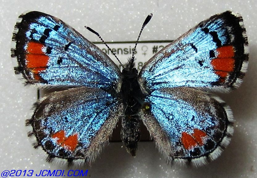 Philotes sonorensis (Sonoran Blue) butterfly life cycle image